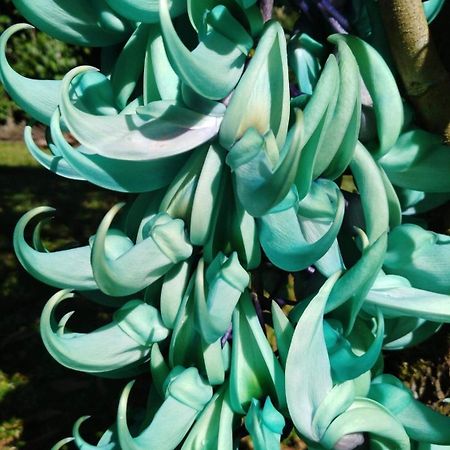Cape Tribulation Holiday House エクステリア 写真