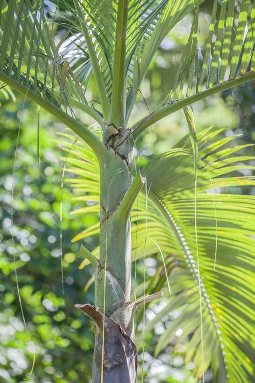 Cape Tribulation Holiday House エクステリア 写真