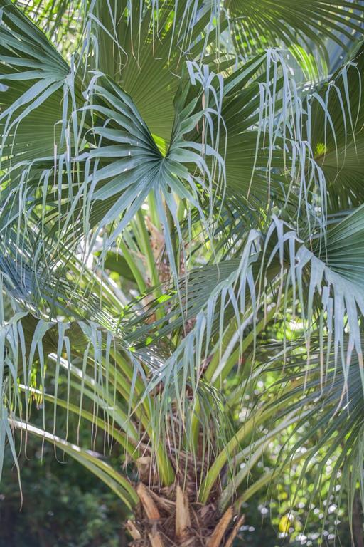 Cape Tribulation Holiday House エクステリア 写真