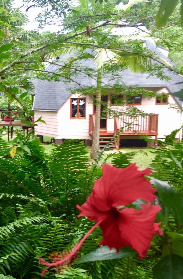 Cape Tribulation Holiday House エクステリア 写真